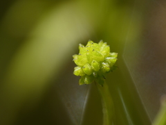 Ranunculus ophioglossifolius