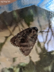 Acronicta psorallina