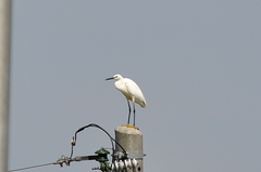 Egretta garzetta