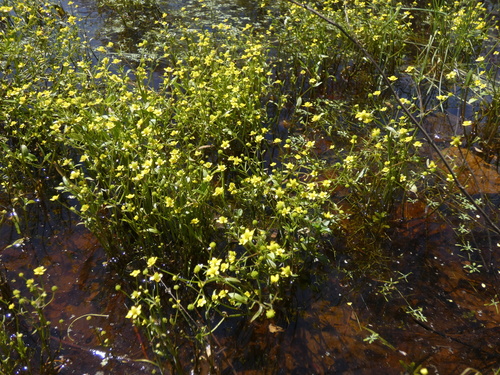 Image of Ranunculus ophioglossifolius by (c) Yves Bas, some rights reserved (CC BY)