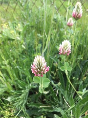 Trifolium incarnatum molinerii