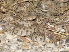 Macrovipera lebetinus schweizeri