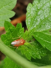 Deraeocoris ruber