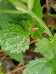 Deraeocoris ruber