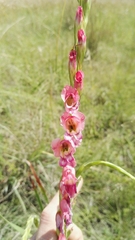 Gladiolus crassifolius