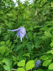 Clematis macropetala