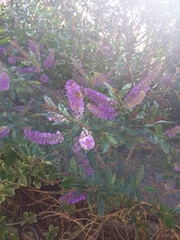 Buddleja davidii