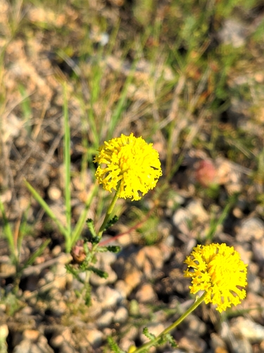Image of Santolina ericoides by (c) Denys Vynokurov, some rights reserved (CC BY)
