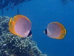 Chaetodon adiergastos