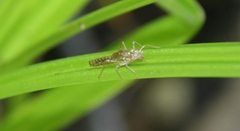 Pterygota