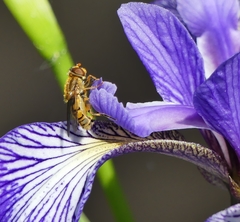 Parhelophilus laetus
