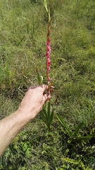 Gladiolus crassifolius