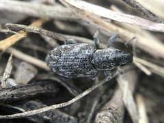 Tanymecus confusus