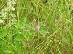 Trifolium medium