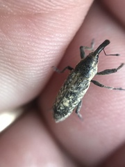 Lixus scrobicollis
