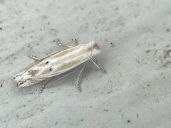 Bucculatrix staintonella
