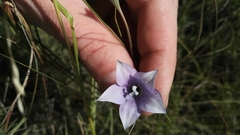 Wahlenbergia undulata