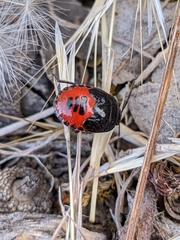 Canthophorus melanopterus