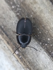 Gondwanocrypticus platensis