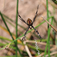 Argiope radon