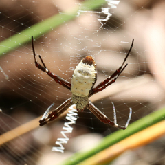 Argiope radon