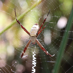 Argiope radon
