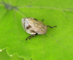 Lepyronia coleoptrata