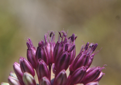 Allium phanerantherum
