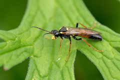 Tenthredo moniliata