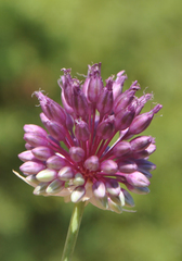 Allium phanerantherum