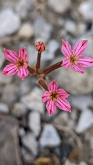 Pistorinia hispanica