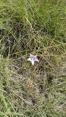 Wahlenbergia undulata