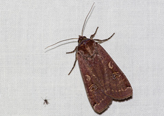 Noctua pronuba