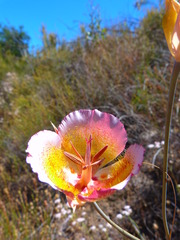 Calochortus plummerae