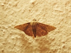 Banisia