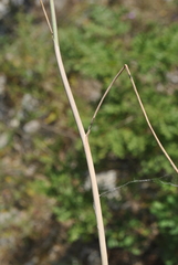 Allium phanerantherum