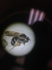 Protandrena bancrofti