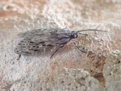 Eucereon erythrolepsis