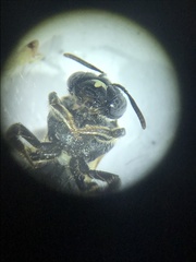 Protandrena bancrofti