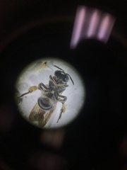 Protandrena bancrofti