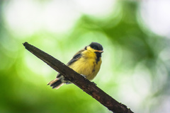 Parus major
