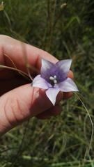 Wahlenbergia undulata