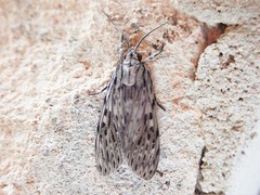 Eucereon erythrolepsis