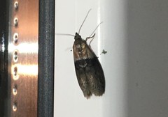 Sciota fumella