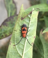 Tetraopes melanurus