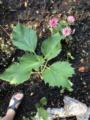 Cyclachaena xanthiifolia