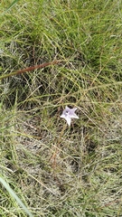 Wahlenbergia undulata