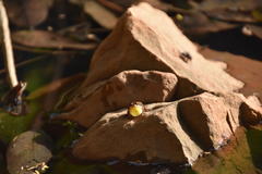 Phrynobatrachus latifrons