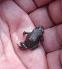 Bufotes viridis viridis