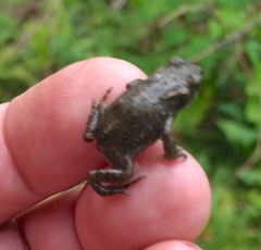 Bufotes viridis viridis